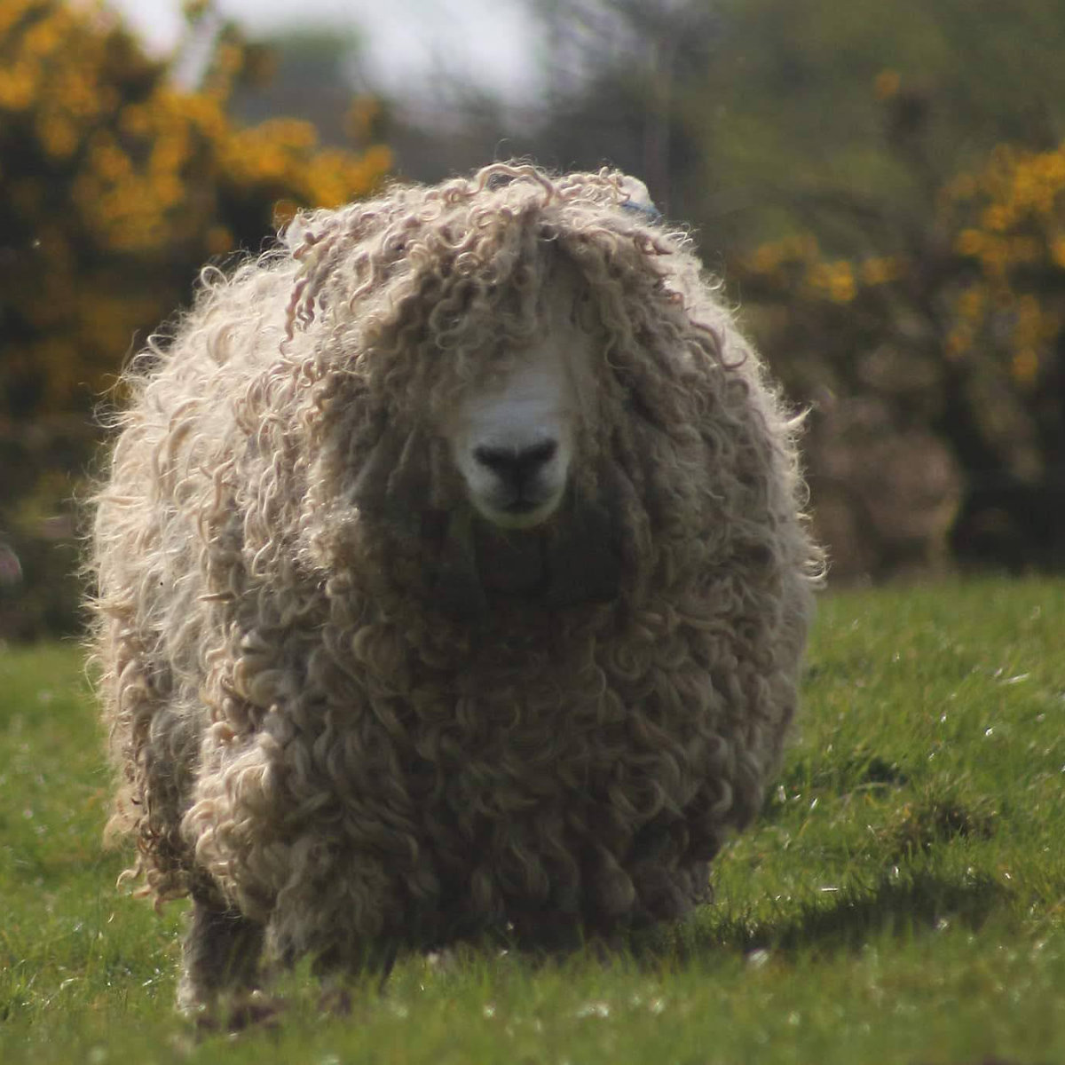 rare breeds